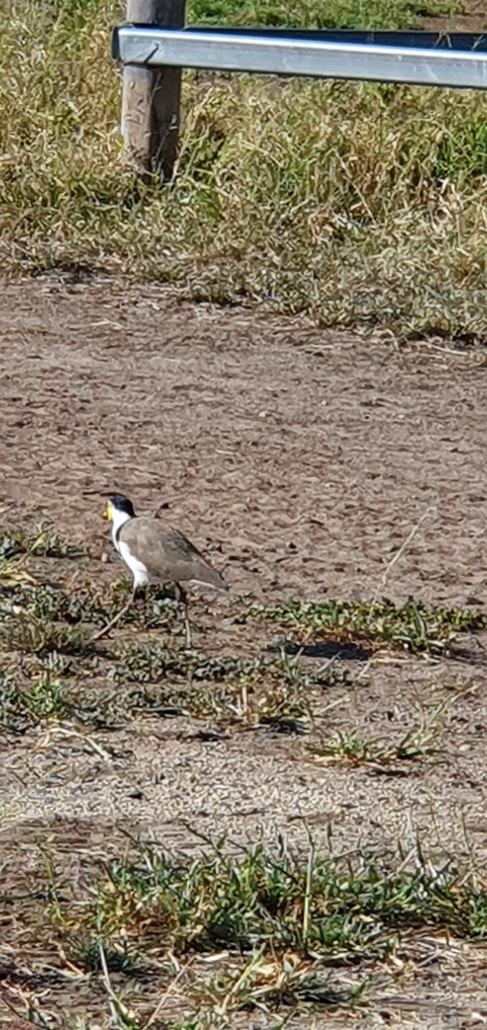 Masked Lapwing