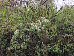 Viburnum erosum