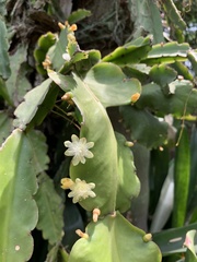 Rhipsalis pachyptera