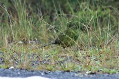 Pezoporus wallicus wallicus