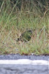 Pezoporus wallicus wallicus