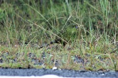 Pezoporus wallicus wallicus