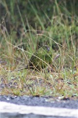 Pezoporus wallicus wallicus