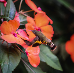 Macroglossum corythus