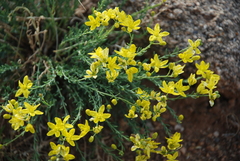 Haplophyllum dauricum