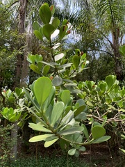 Clusia fluminensis
