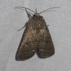 Protorthodes texicana
