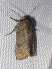 Protorthodes texicana