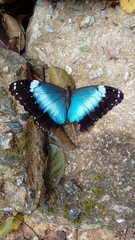 Morpho helenor achillaena