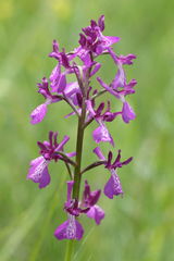 Anacamptis