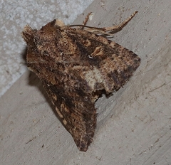 Dasygaster padockina