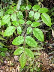 Aralia chinensis