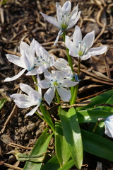 Scilla mischtschenkoana