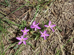 Phlox roemeriana