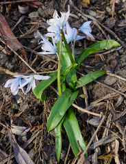 Scilla mischtschenkoana