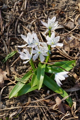 Scilla mischtschenkoana