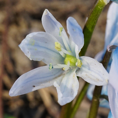 Scilla mischtschenkoana