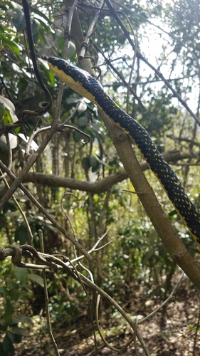 Shropshire's Puffing Snake, Phrynonax shropshirei
