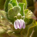 Pogonospermum cleomoides - Photo (c) David Gwynne-Evans, some rights reserved (CC BY-NC-ND), uploaded by David Gwynne-Evans