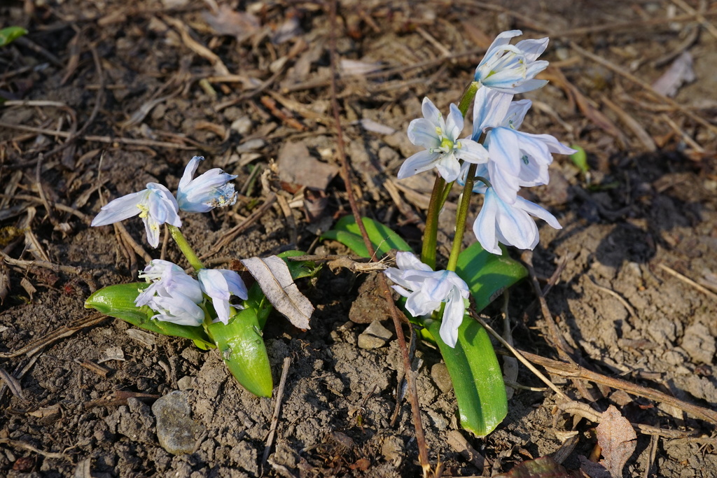 Scilla mischtschenkoana (Scilla mischtschenkoana)
