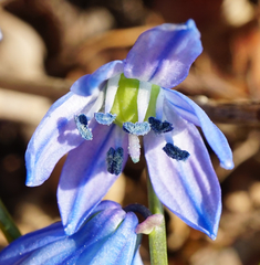 Scilla siberica