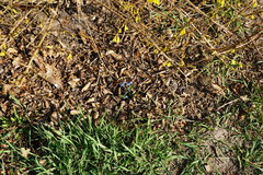 Scilla siberica