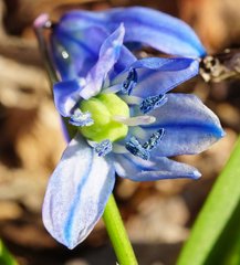 Scilla siberica