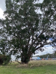 Eucalyptus yarraensis