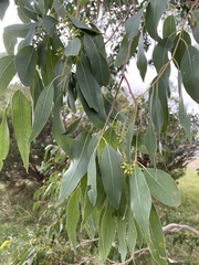 Eucalyptus yarraensis
