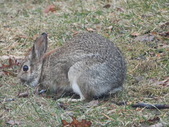Sylvilagus floridanus
