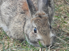 Sylvilagus floridanus