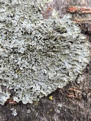 Hyperphyscia syncolla