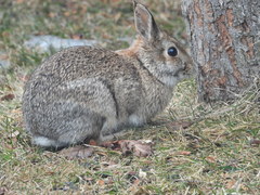 Sylvilagus floridanus