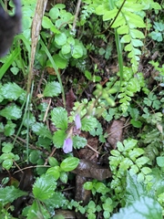 Mazus stachydifolius