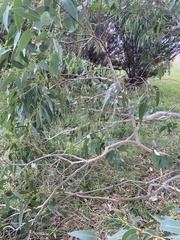 Eucalyptus yarraensis