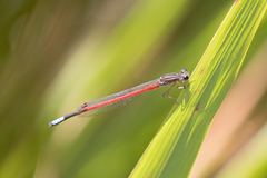 Oxyagrion hempeli