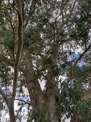 Eucalyptus yarraensis