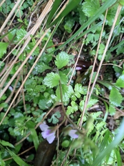 Mazus stachydifolius