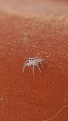 Noegus