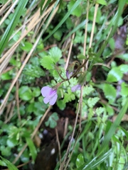 Mazus stachydifolius