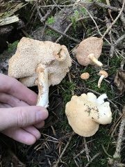 Hydnum melleopallidum