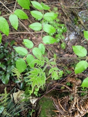 Aralia chinensis