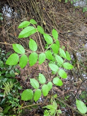 Aralia chinensis