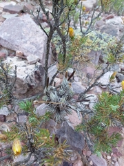 Tillandsia pedicellata