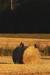 Corvus corone