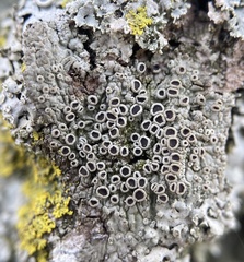 Hyperphyscia syncolla