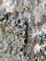 Hyperphyscia syncolla