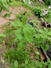 Litsea pungens