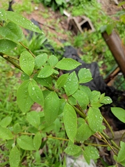 Litsea pungens