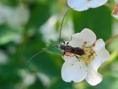 Molorchus bimaculatus